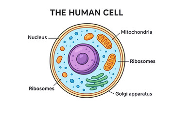 Labeled diagram of a human cell highlighting nucleus, mitochondria, ribosomes, and Golgi apparatus