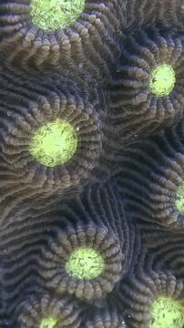 Observe the intricate details of a Favia or Favites coral colony. Shot underwater in the Philippines, this colonial stone coral displays its unique patterns and colors.