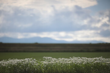 雲間から差し込む陽射しがニラの白い花びらを輝かせていた初秋の畑作地域