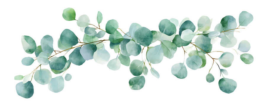 Eucalyptus Branch with Soft Green Leaves Watercolor Border watercolor illutrastion transparent background