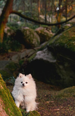 Fototapeta premium White Pomeranian standing on mossy stones in forest