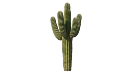Saguaro cactus stands prominently showing off its ribbed green trunk and multiple arms in a studio setting.