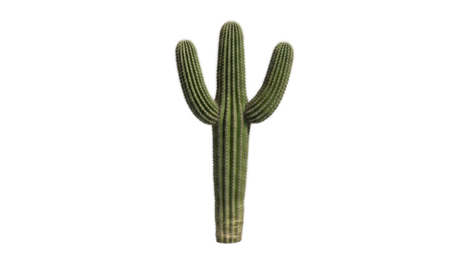 Saguaro cactus stands tall with three arms against a stark isolated background, displaying its ribbed texture and fluffy spines.