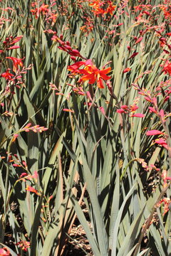 Crocosmia 'Dark Fires', Montbretie mit dunklen Bl&auml;ttern