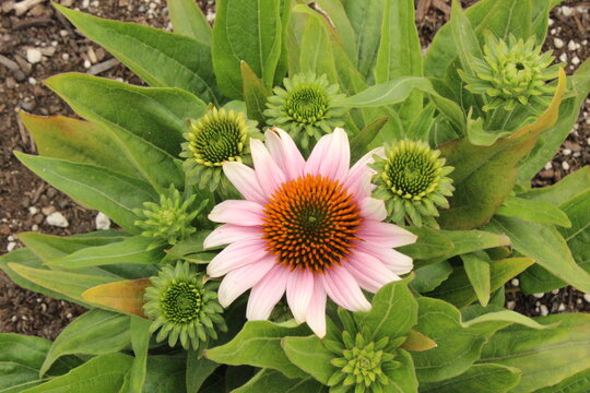 Echinacea 'French Tips', Purpursonnenhut mit hellrosa Bl&uuml;ten