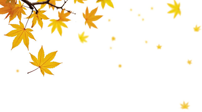 Autumn maple leaves falling against a black background, seasonal nature scene