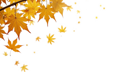 Autumn maple leaves falling against a black background