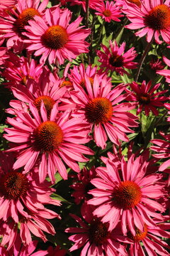 Echinacea 'Merlot', Purpursonnenhut mit dunkelrosa Bl&uuml;ten