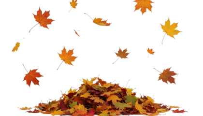 Autumn leaves falling on a pile, a beautiful fall season scene