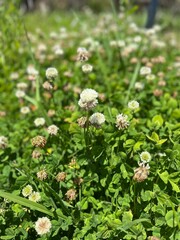 シロツメクサ 花 草 植物 緑 日本 Japan White clover
