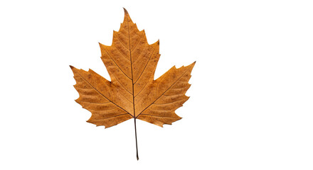 Fototapeta premium Single autumn leaf displays dried, brown color and detailed veins against a solid background.