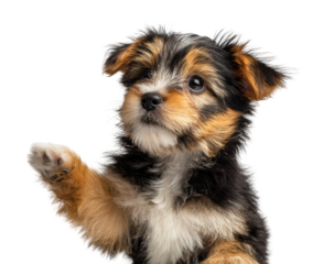 Playful puppy paws at home pet adorable moments isolated on transparent background