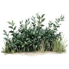 Watercolor Bush with Green Leaves and Tall Grass on White watercolor illutrastion transparent background