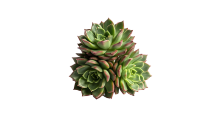 Succulent displays a stacked formation of its green rosette leaves with red edges.