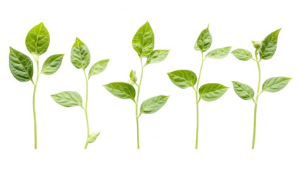 Isolated seedlings with green leaves on a black background