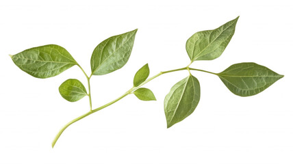 A sprig of green leaves against a black background studio