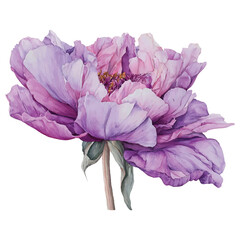 Watercolor illustration of a large purple and pink peony flower watercolor illutrastion transparent background