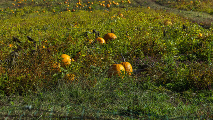 Some large pumpkin in a field.
