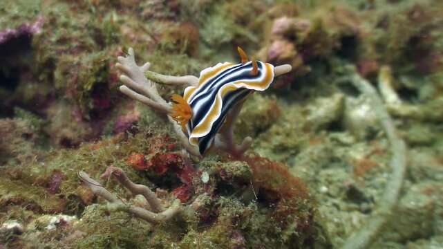 A beautiful, colorful sea slug, specifically a Chromodoris magnifica nudibranch, is seen moving across coral in crystal clear waters in Cebu, Philippines.