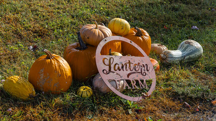 Some large pumpkin in a field.