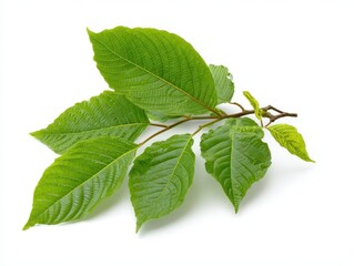 Fototapeta premium Lush Kratom Tree: Vibrant Green Leaves Showcasing Herbal Healing Potential from Nature's Bounty in Asia