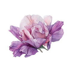 Watercolor painting of a delicate pink and purple peony flower watercolor illutrastion transparent background