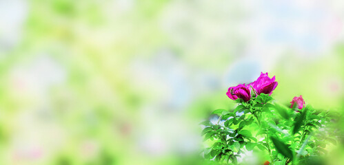 Obraz premium Vibrant pink rose on a soft blurred background. Close-up of a beautiful blooming rose