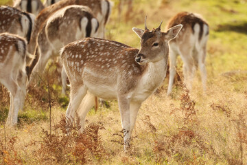Deer in the wild