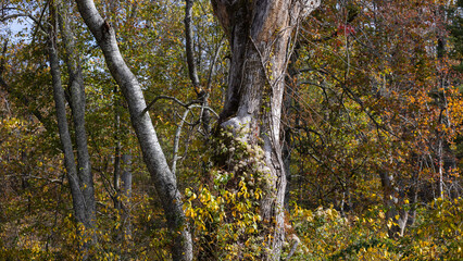 Dead tree in the autumn of the forest.