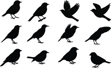 Obraz premium Diverse Songbird Silhouettes Vector Set, Flying and Perched Wild Birds, Detailed Nature, Wildlife, and Aviary Graphic Icons.