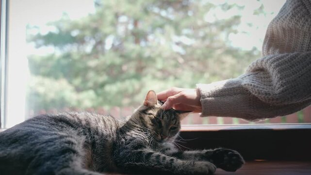 A woman strokes a cute gray cat that lies on the windowsill