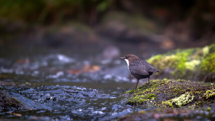 Cingle plongeur au bord d'un torrent