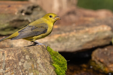 A summer tanager perched by a mountain stream