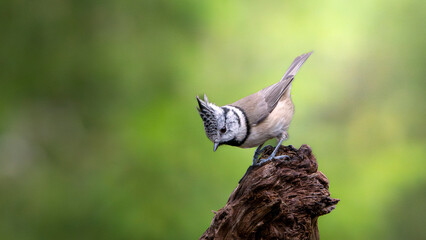 Mésange huppée posée sur une branche