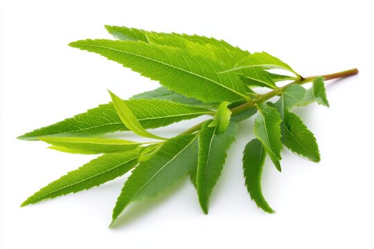 Lemon Verbena: A Fresh Sprig of Citrus Wellness and Herbal Care