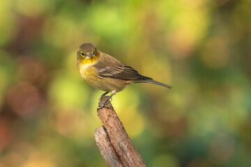 A bay-breasted warbler perched on a limb