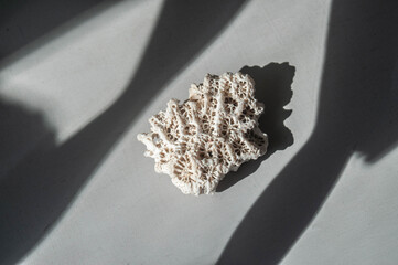 White coral