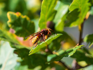 European Hornet on an Oak Tree