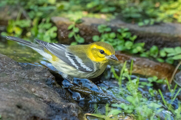A black-throated green warbler near a mountain stream