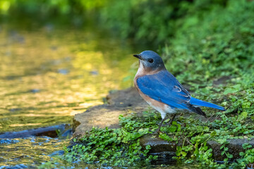 An Eastern bluebird perched by a mountain stream