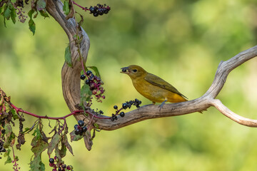A female summer tanager eating a pokeweed berry