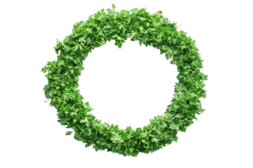 Fresh green parsley wreath isolated on transparent background. Pile of fresh cut parsley in round circle frame shape isolated on white background.