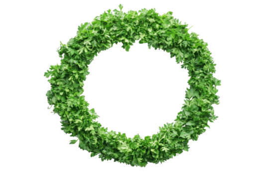 Fresh green parsley wreath isolated on transparent background. Pile of fresh cut parsley in round circle frame shape isolated on white background.