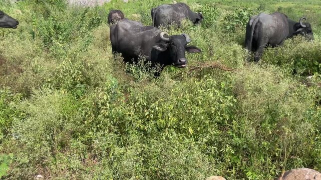 close up shot of buffalo italian mediterrian buffaloes and indian buffaloes