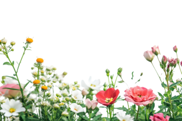 Field of wildflowers in bloom isolated on transparent background. Realistic flowering plants foreground isolated on white background.