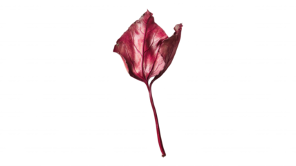 Isolated red leaf with veins on a black background studio