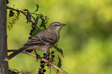 A  Northern mockingbird perched on a stem