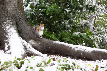 Eastern gray squirrel on a cold winter's day.