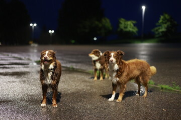 Three dogs standing in a parking lot at night