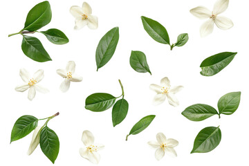 Collection of vanilla leaves and flowers isolated on transparent background. Vanilla flower sticks and leaves isolated on white background.